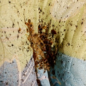 Уничтожение насекомых в Мытищах (гостинка)