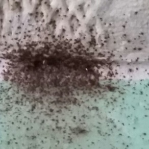 Уничтожение насекомых – Мытищи