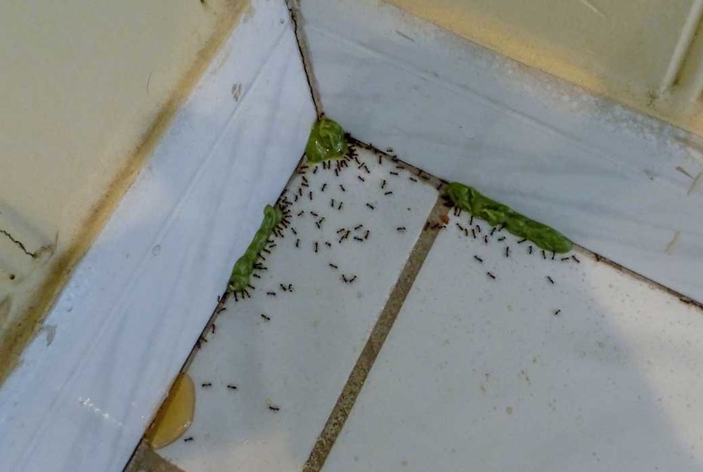 Обработка от муравьев в Мытищах