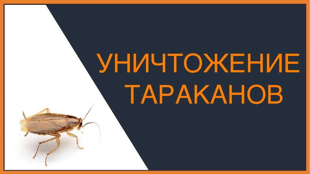 Уничтожение тараканов в Мытищах